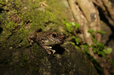 黑蛇蛇蛙蛙蛙 - 雙流的溪流環境中 最容易觀察到的褐樹蛙(雌蛙)